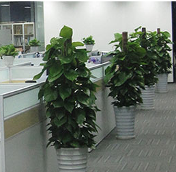 绍兴办公室绿植租赁,你需要考虑哪些方面